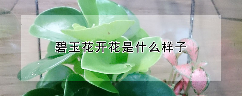 碧玉花開花是什么樣子