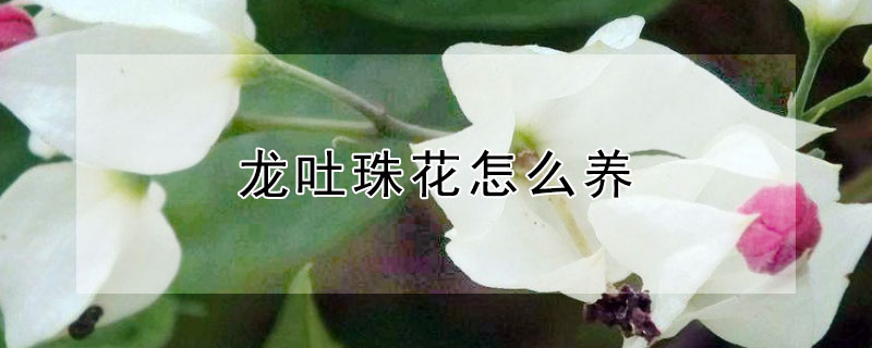 龍吐珠花怎么養(yǎng)