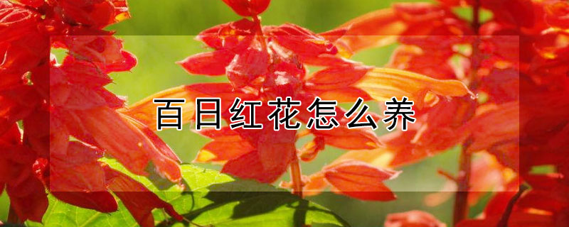 百日紅花怎么養