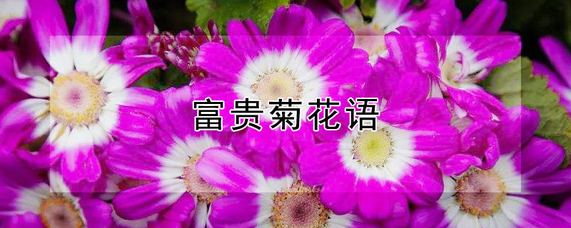 富貴菊花語