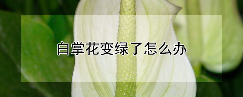 白掌花變綠了怎么辦