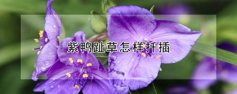 紫鴨趾草怎樣扦插