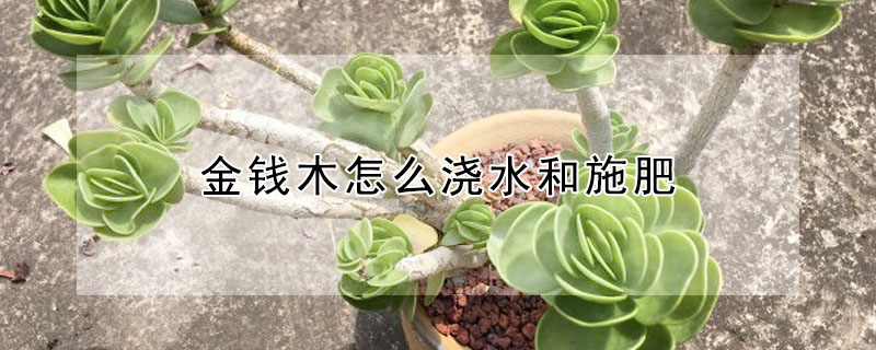 金錢木怎么澆水和施肥