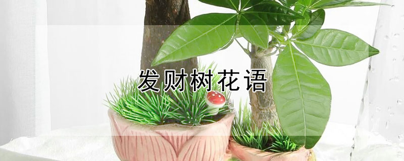 發財樹花語