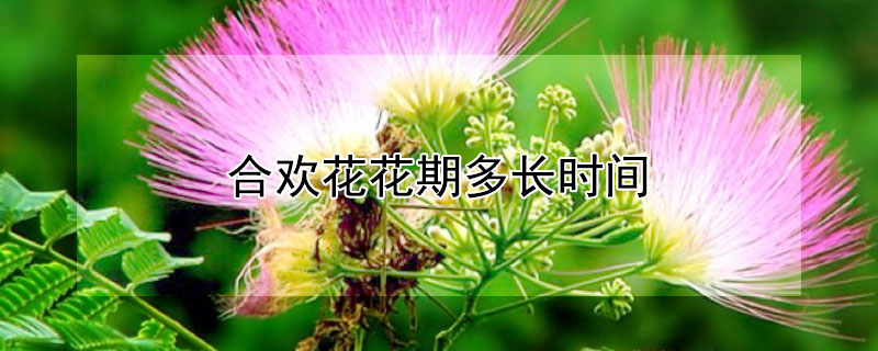 合歡花花期多長(zhǎng)時(shí)間