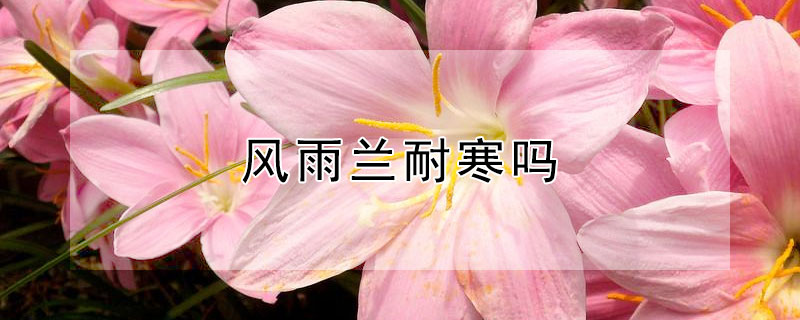 風(fēng)雨蘭耐寒嗎