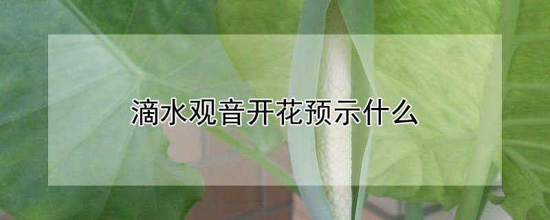 滴水觀音開(kāi)花預(yù)示什么