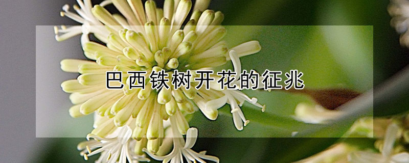 巴西鐵樹開花的征兆