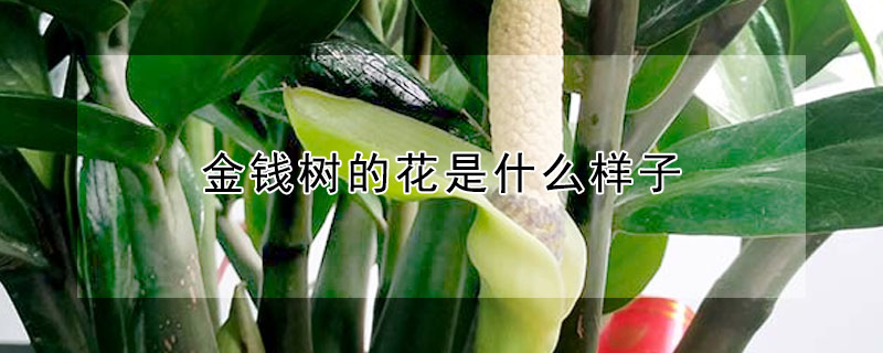 金錢樹的花是什么樣子