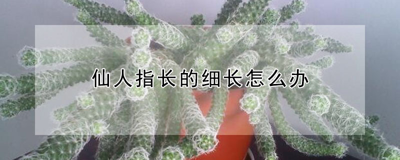 仙人指長的細長怎么辦