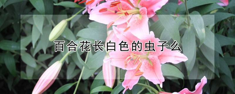 百合花長白色的蟲子么