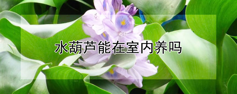 水葫蘆能在室內(nèi)養(yǎng)嗎