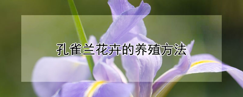 孔雀蘭花卉的養殖方法