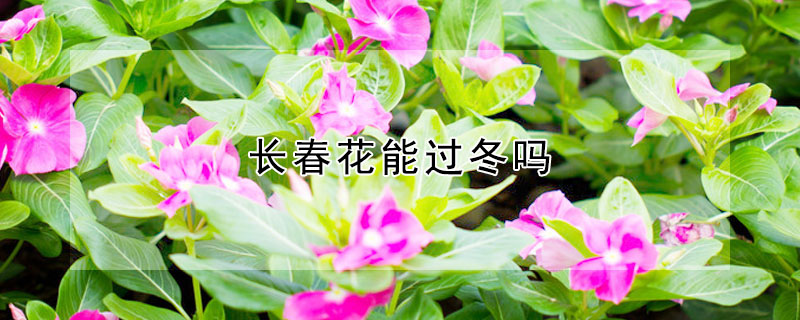 長春花能過冬嗎