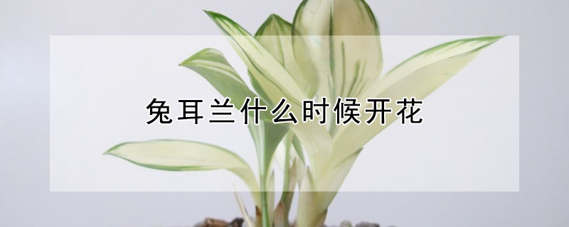 兔耳蘭什么時候開花