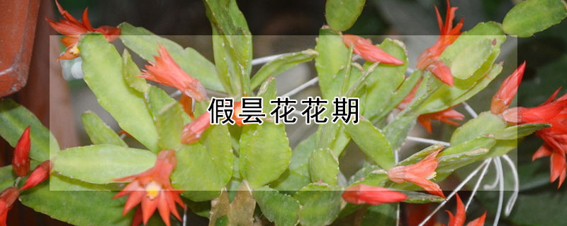 假曇花花期