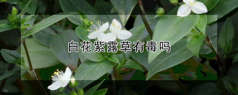 白花紫露草有毒嗎