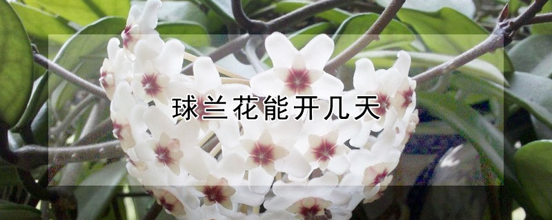 球蘭花能開幾天