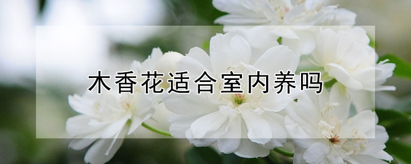 木香花適合室內(nèi)養(yǎng)嗎