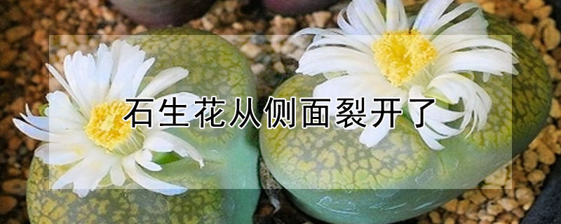 石生花從側(cè)面裂開了