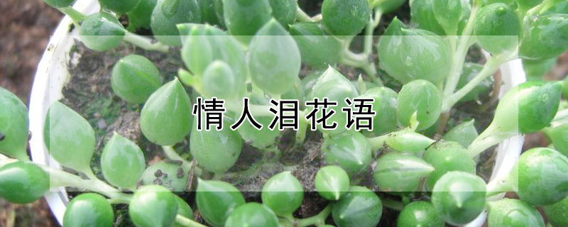 情人淚花語