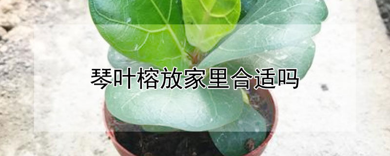 琴葉榕放家里合適嗎