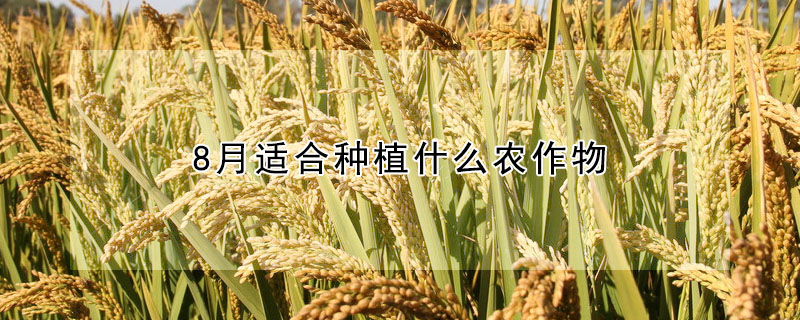 8月適合種植什么農(nóng)作物