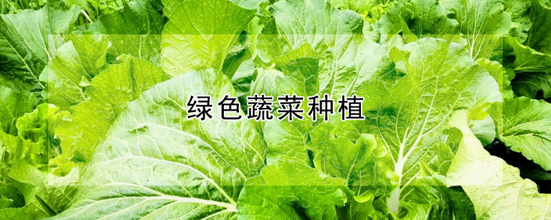 綠色蔬菜種植