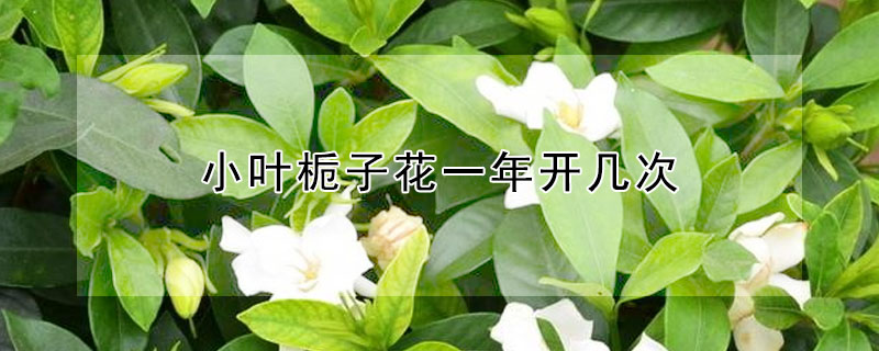 小葉梔子花一年開幾次