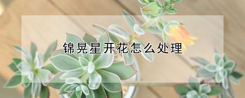 錦晃星開花怎么處理