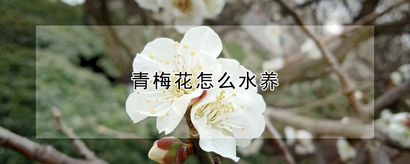 青梅花怎么水養(yǎng)