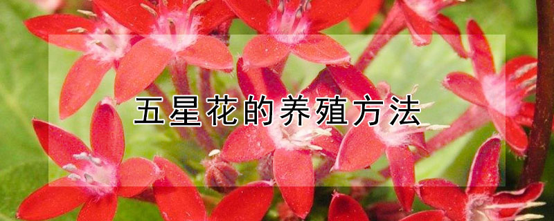 五星花的養(yǎng)殖方法