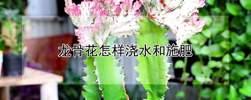 龍骨花怎樣澆水和施肥