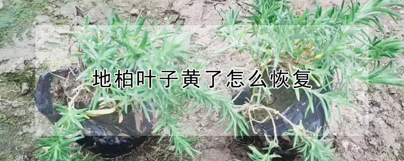 地柏葉子黃了怎么恢復