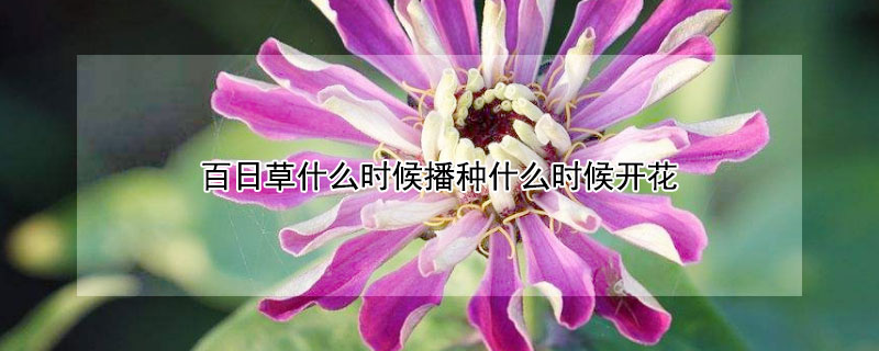 百日草什么時候播種什么時候開花