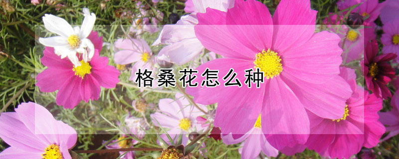 格桑花怎么種