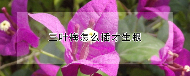 三葉梅怎么插才生根