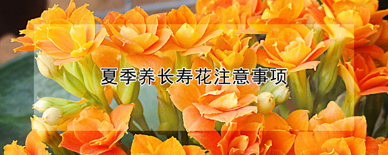 夏季養(yǎng)長(zhǎng)壽花注意事項(xiàng)