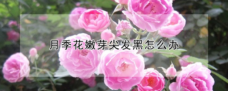 月季花嫩芽尖發黑怎么辦