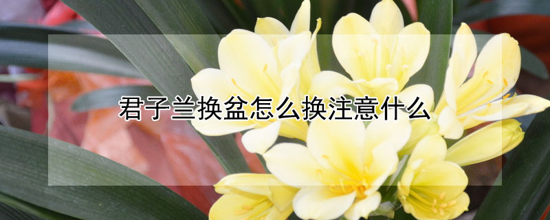 君子蘭換盆怎么換注意什么