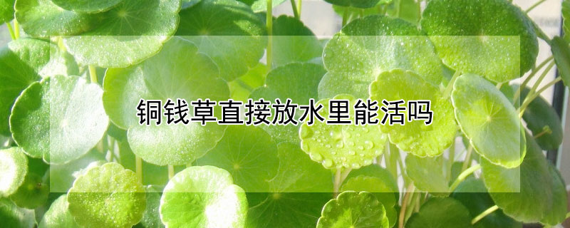 銅錢草直接放水里能活嗎