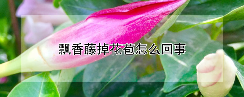 飄香藤掉花苞怎么回事