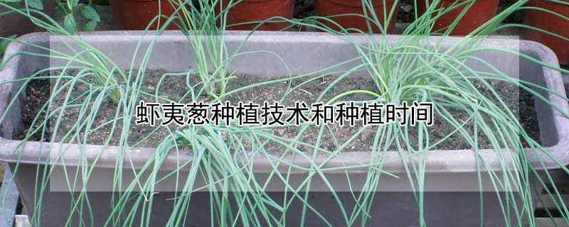 蝦夷蔥種植技術和種植時間