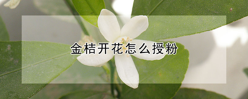 金桔開花怎么授粉