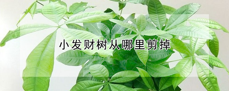 小發財樹從哪里剪掉