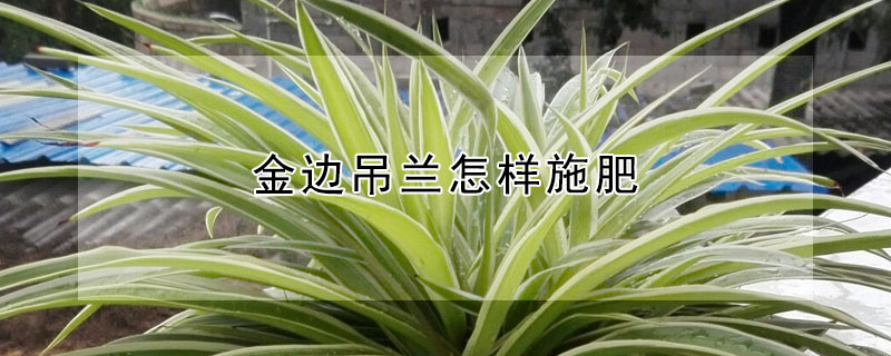 金邊吊蘭怎樣施肥