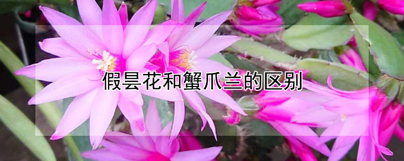 假曇花和蟹爪蘭的區(qū)別