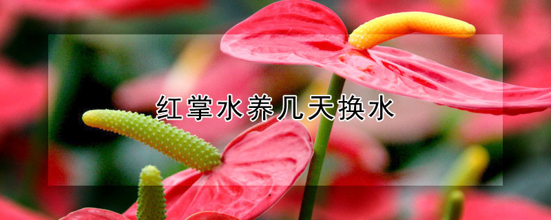 紅掌水養(yǎng)幾天換水