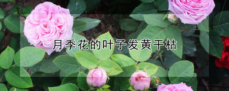 月季花的葉子發(fā)黃干枯