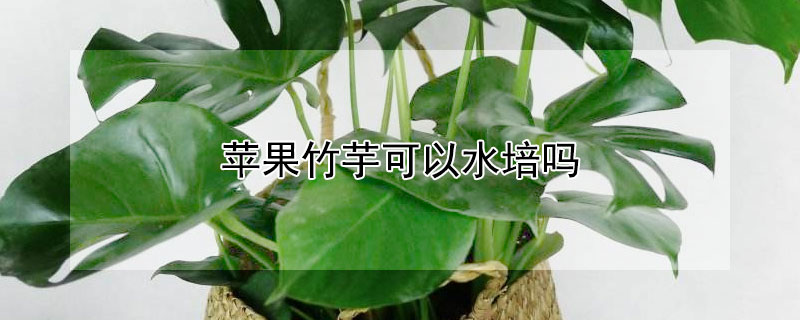 蘋果竹芋可以水培嗎